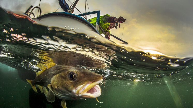 My father fishing cod - Audun Rikardsen