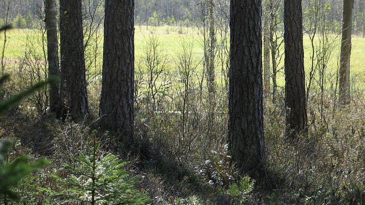 Iglasjön, Lerstugesjöns naturreservat