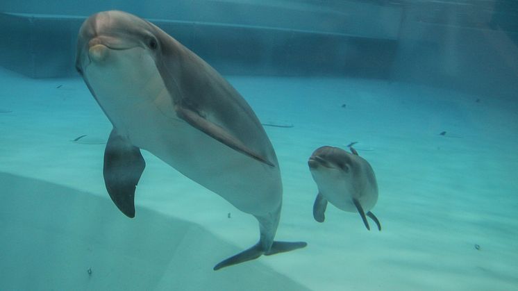 Delfin född på Kolmården