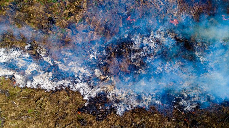 Røg stiger op fra et skovområde i Argentinas Chaco, der brændes af for at give plads til en ny sojaplantage. Foto: Mighty Earth