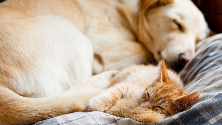 Voici comment chiens et chats gardent leur sang-froid pendant les pétarades. 
