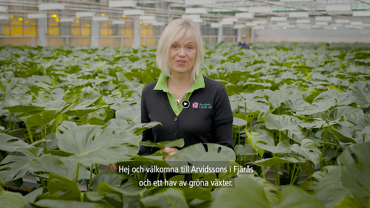 Trädgårdsmästare Maria Lundgren på Arvidssons i Fjärås odlar gröna växter.