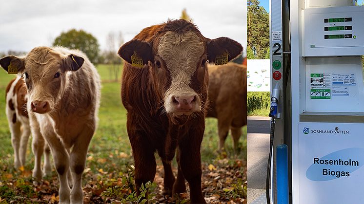 Om biogasbil inte är miljöbil borde också djur klassas som ohållbara