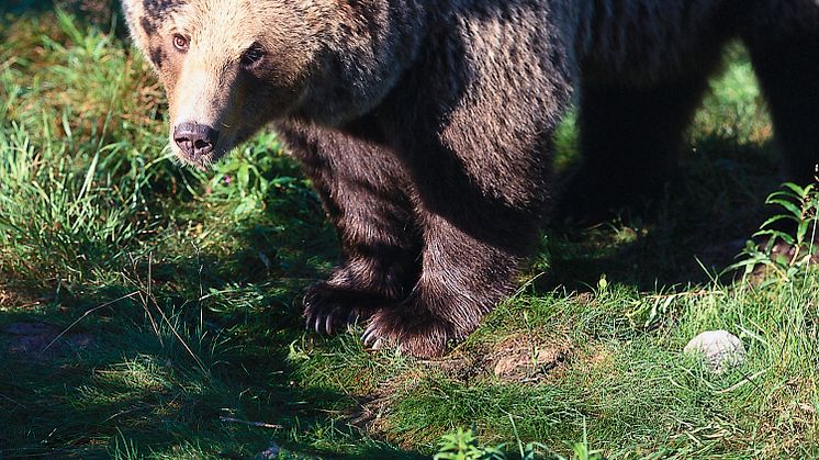 Svenskarna är mest rädda för björn