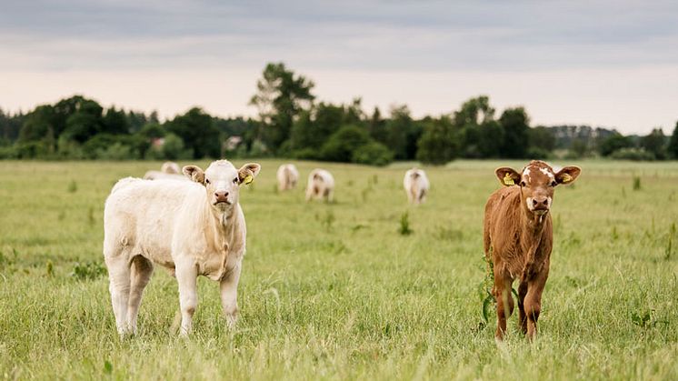 Norrtälje kommun köper bara svenskt kött 