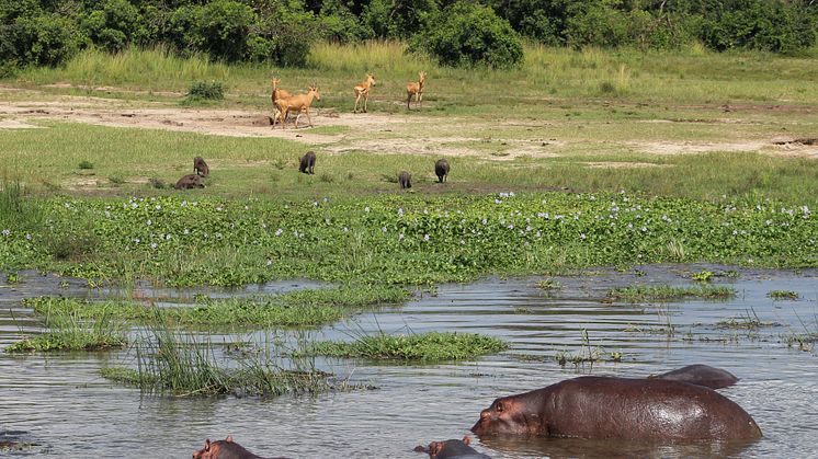 Uganda var engang meget rigere på dyreliv, men en voldsom befolkningstilvækst og årtier med rovdrift har lagt et enormt pres på de resterende skov- og naturområder til skade for biodiversiteten. Foto: Jonas Schmidt Hansen