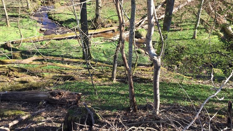 Yngre lövskog med meandrande vattendrag