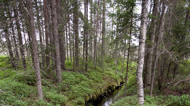 Skogsbäck. Foto: Jenny Svennås-Gillner, SLU