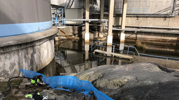 Här pågår räkning av större vattensalamandrar vid dammen i Louddens oljehamn.