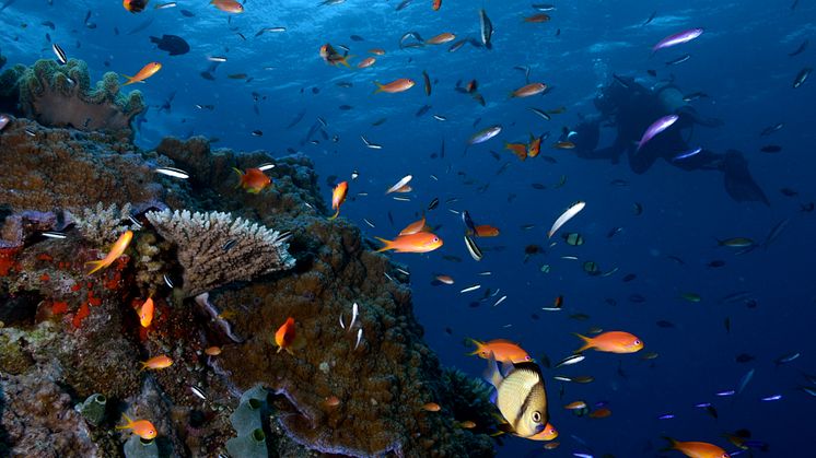 Yadegar Asisi im Great Barrier Reef 