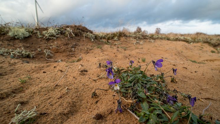 142 blommor blommade på första advent