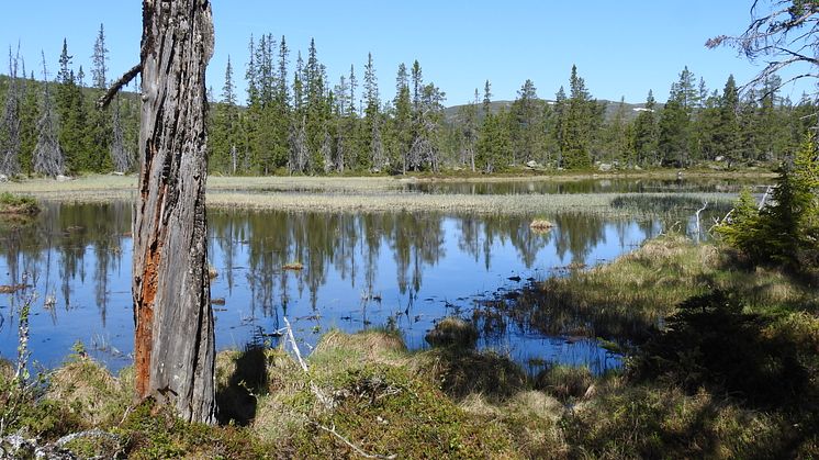 Exempel på naturvärden i fjällnära skog: en bränd högstubbe med varglav vid sjön Töfsingen, nordost om Grövelsjön. Foto: Uno Skog