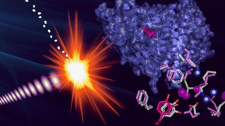 Strukturen för proteinradikalen bestämdes genom att mikrokristaller av radikalproteinet exponerades för extremt korta och intensiva pulser från en röntgenlaser. Bild: Martin Högbom/Stockholms universitet