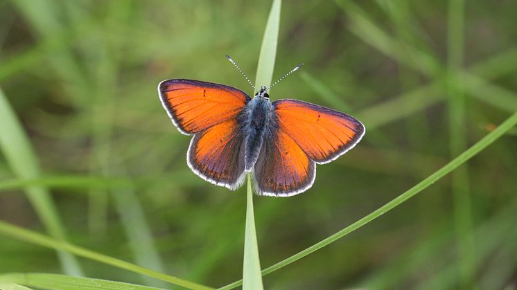 Bilden föreställer en pollinatör. 