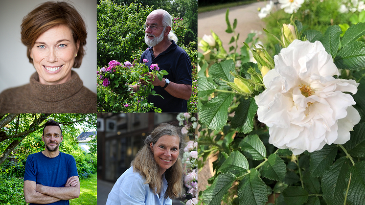 Bildkollage från övre vänster: Mischa Billing (foto: Peter Jönsson), Lars-Åke Gustavsson, David Carlson, Christina Höghard-Ihr. H22-rosen (en vacker, frisk och tålig ros med stark doft).