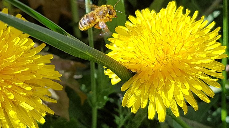 Bi med pollen på ryggen