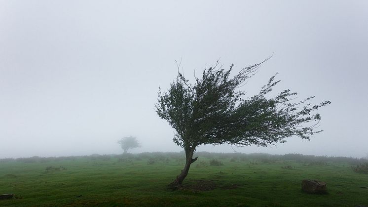 Sturm Sabine erreicht Rang sechs der der schwersten Winterstürme in Deutschland seit 2002. Foto: Mahkeo/Unsplash