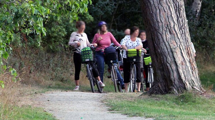 Det går fint att ta sig till Näsums bokskogar med cykel.