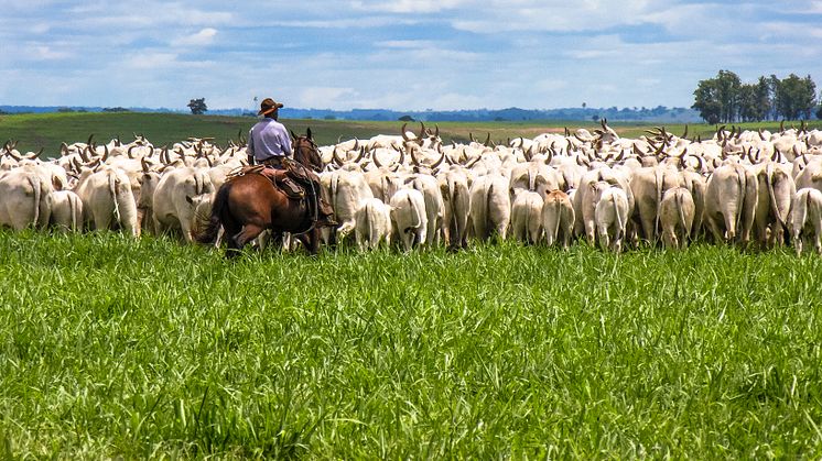 Kvæg og soja er nogle af de landbrugsprodukter, der forårsager mest skovrydning i Brasilien