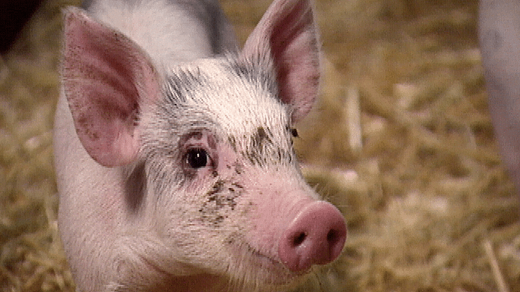 I Sverige har grisen knorren kvar till skillnad från övriga EU