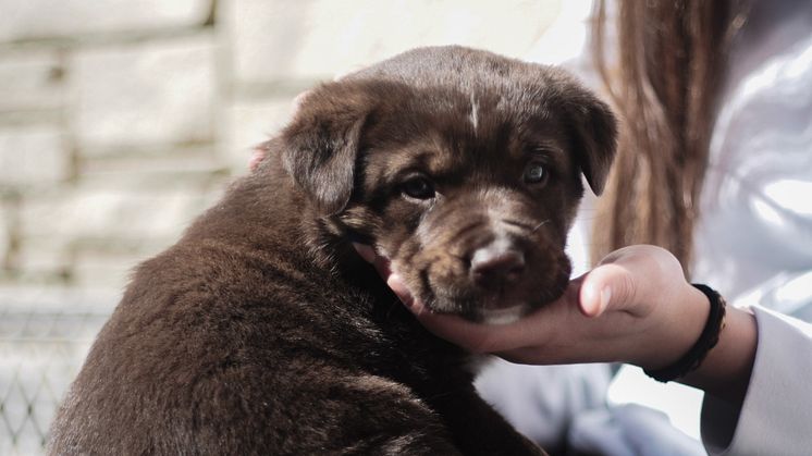 Adoptable puppy at Whistler's Animal Shelter