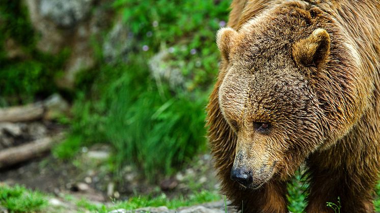 Åteljakt efter björn, anmäl åtel senast den 15 juli. Mostphotos.