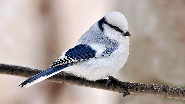 Azurmesar är ovanliga i Sverige, därför blev många fågelskådare upprörda när två kryss ströks för några år sedan. Foto Shutterstock/Vitpolyak