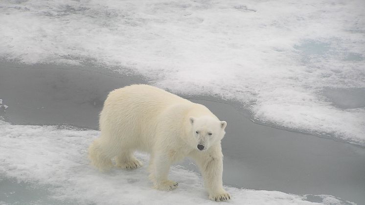 Sampling around the Polar Front is not without danger. (Photo: Nathalie Morata)