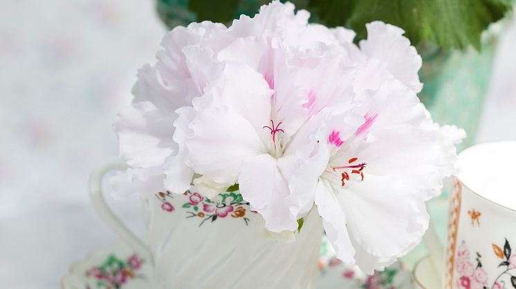 Blommor på mors dag – en kär tradition