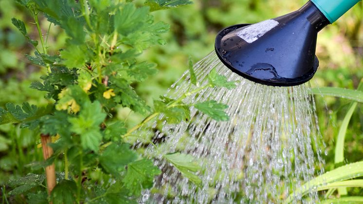 Bevattningsförbudet i Östhammar upphör den 1 oktober