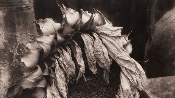 Edward Steichen, Dead Sunflower, ca. 1920.jpg