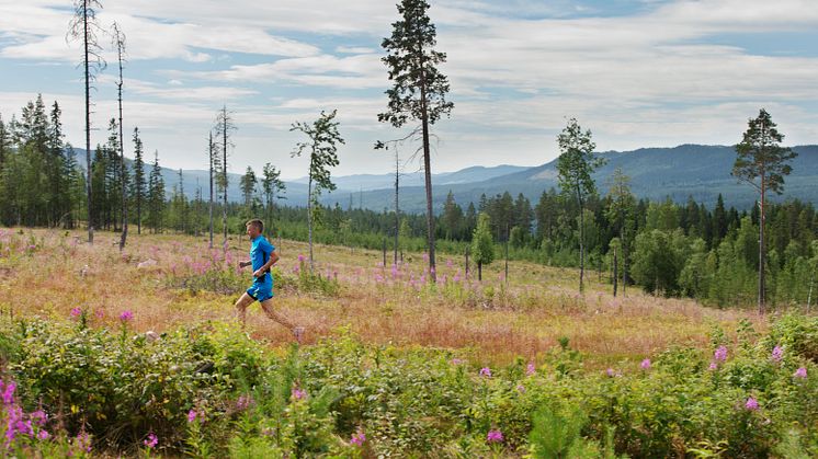 Starkt elitfält i premiären av UltraVasan 2014