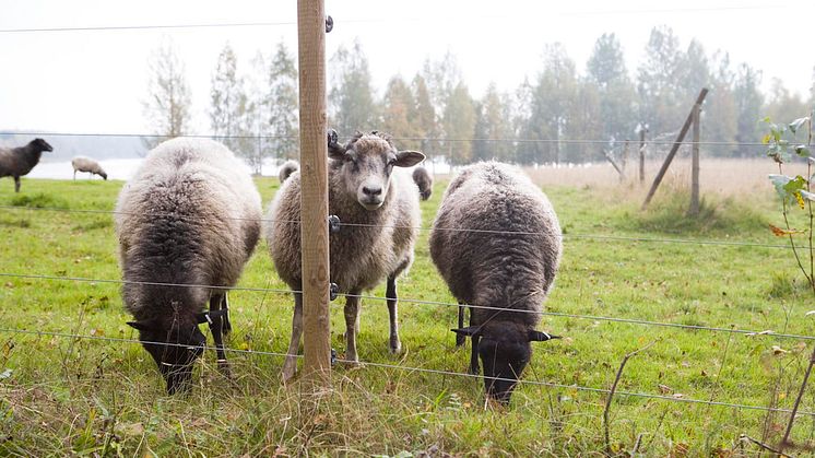 Femtrådigt elstängsel runt fårhage. Foto: Hans Bjurling/Viltskadecenter