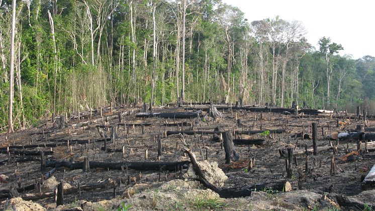  Mindst 571 plantearter er uddøde siden år 1753,  blandt andet på grund af afskovning. Foto: Shutterstock. 