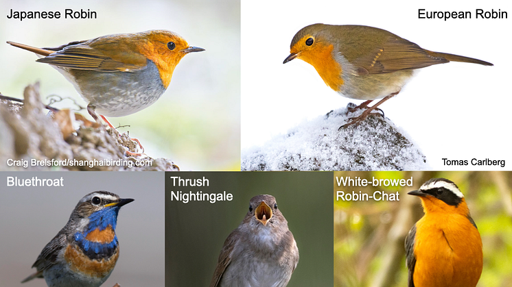 Severals species of flycatchers