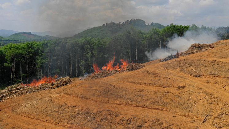MERCOSUR-aftalen vil udelukkende give lande som Brasilien incitament til at rydde mere skov - samtidig er er ingen sanktionsmuligheder fra EU, når landene ignorere Parisaftalen og konventionerne