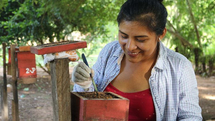 Juana Pinto i Monte Verde i Bolivia høster honning fra vilde bier. Foto: APCOB.
