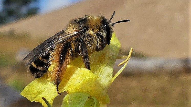 Ett praktbyxbi (Dasypoda hirtipes) som gör ett livsviktigt jobb - att pollinera. Foto: Sven-Åke Berglind