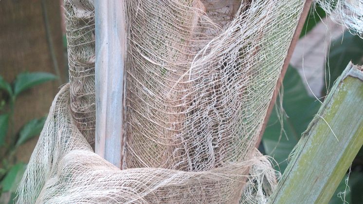 Kokospalm är rik på fibrer