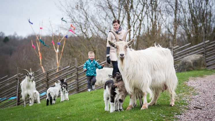 Skånes Djurpark inleder säsongen med äventyrlig äggjakt och smarrigt påskharebajs