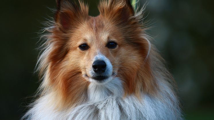 Både hundar med stående och liggande öron kan drabbas av öroninflammation.