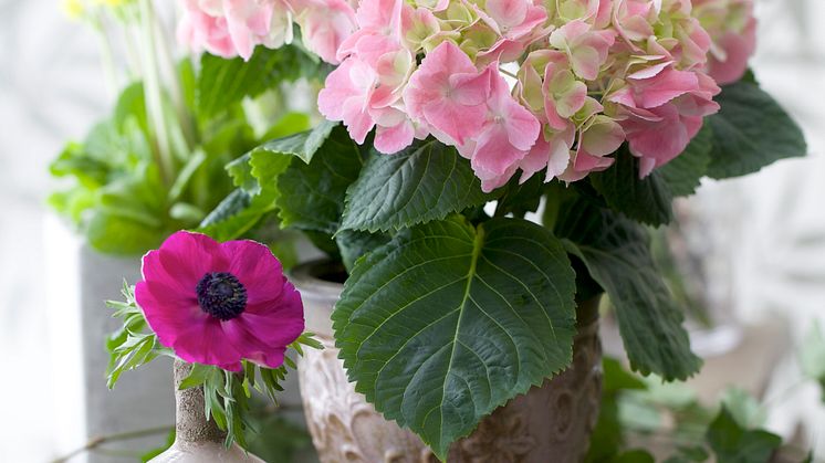 Hortensia och anemoner