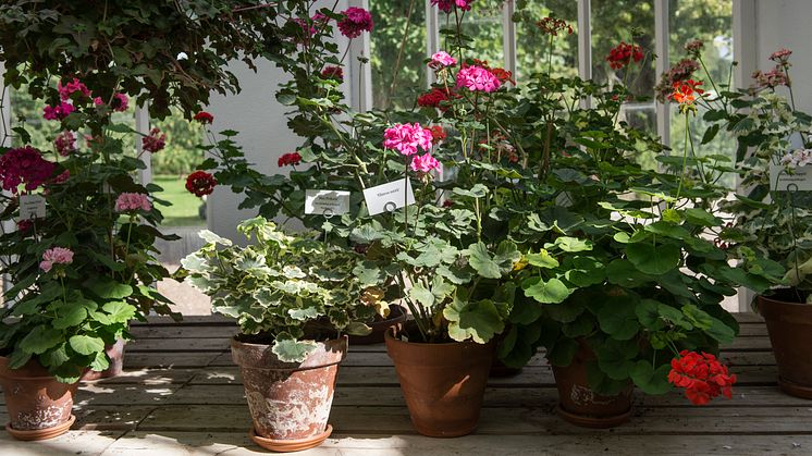 Julita gårds trädgårdsmästare delar sina bästa pelargontips. På Julita gård finns en unik samling äldre pelargoner som bevaras för eftervärlden. Foto: Peter Segemark, Nordiska museet.