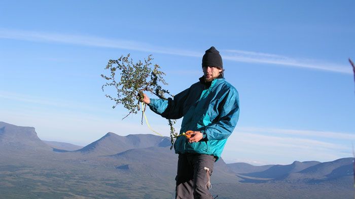 Mer buskar på tundran kan påskynda den globala uppvärmningen