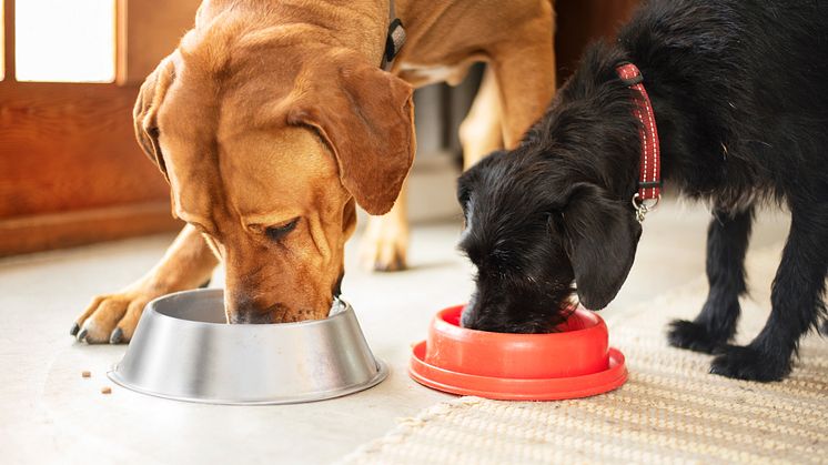 Doggy nu marknadsledande på hundmat i dagligvaruhandeln