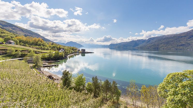 Bløming i Hardanger