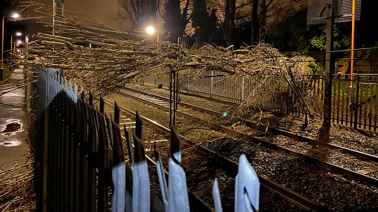 Fallen tree at Wylde Green brought down power cables