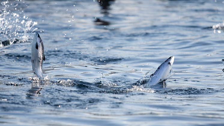 Cermaq legger grønn konsesjon til Hamarøy kommune