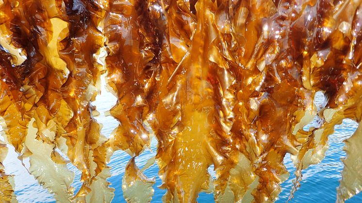 ARKELP