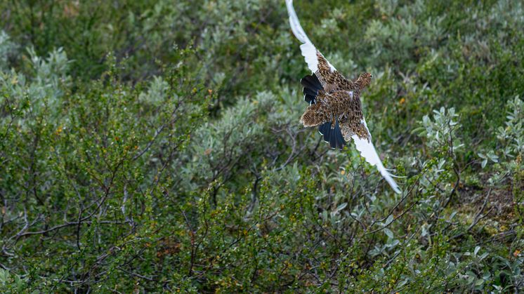 Rypa, som en gang var tallrik, er et eksempel på naturens tilbakegang. Foto: Gettyimages